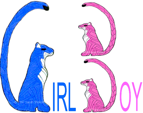 Girl Boy logo created from Celtic Tiger Knotwork drawing